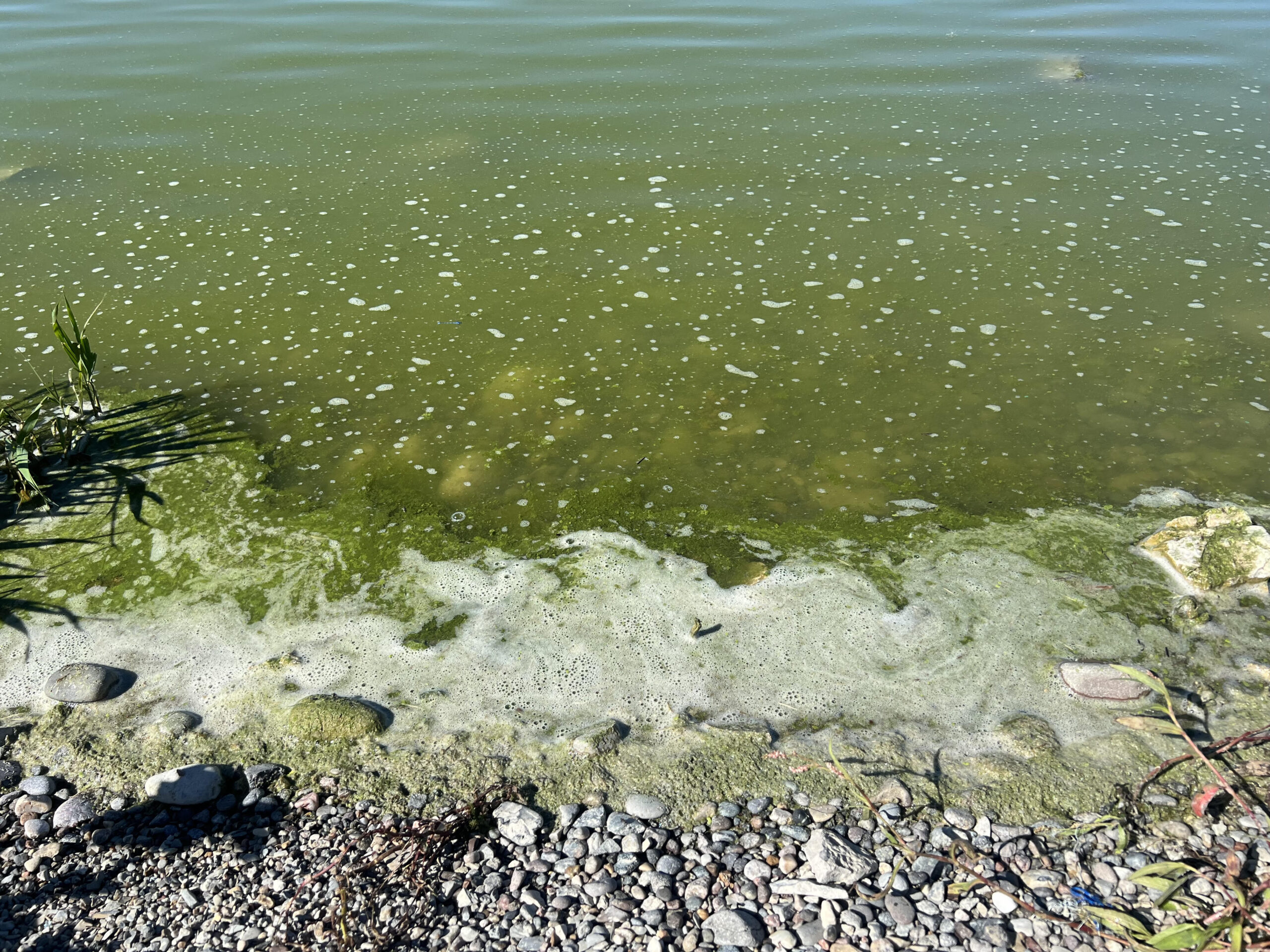 Notice to Avoid and Report Possible Harmful Cyanobacteria Blooms (HCBs) in Wyoming Waters